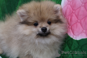 Photo №1. pomeranian - for sale in the city of Москва | 391$ | Announcement № 43945