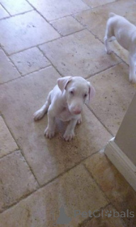 Photo №4. I will sell dobermann in the city of Mandaluyong. private announcement - price - negotiated