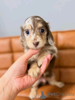 Photo №4. I will sell dachshund in the city of Helsinki. private announcement, from the shelter - price - 568$