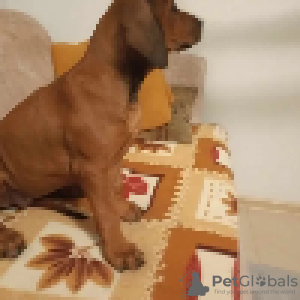 Additional photos: Rhodesian Ridgeback female ZKWP/FCI