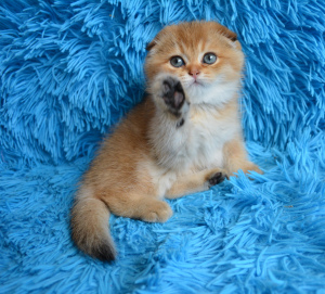 Photo №4. I will sell scottish fold in the city of Kaluga. from nursery - price - Negotiated