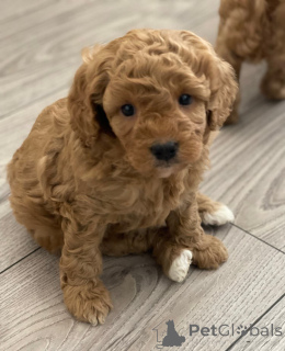Photo №3. Five beautiful F1B Cavapoo puppy. Austria