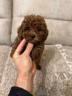 Photo №1. poodle (toy) - for sale in the city of Werbass | Is free | Announcement № 159971
