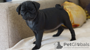 Photo №1. pug - for sale in the city of Novokuznetsk | negotiated | Announcement № 10312