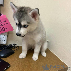 Photo №1. siberian husky - for sale in the city of Loimaa | Is free | Announcement № 128379