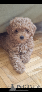 Photo №1. poodle (toy) - for sale in the city of Zürich | negotiated | Announcement № 145001