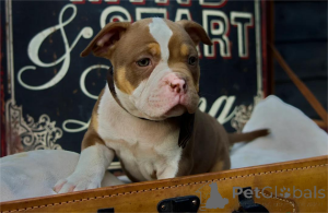 Photo №1. american bulldog - for sale in the city of Böblingen | 361$ | Announcement № 154217