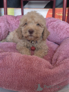 Photo №2 to announcement № 176827 for the sale of labradoodle - buy in Serbia breeder