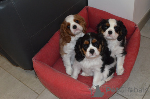 Photo №1. cavalier king charles spaniel - for sale in the city of Lille | negotiated | Announcement № 80863
