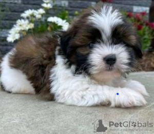 Photo №2 to announcement № 78594 for the sale of shih tzu - buy in Greece private announcement