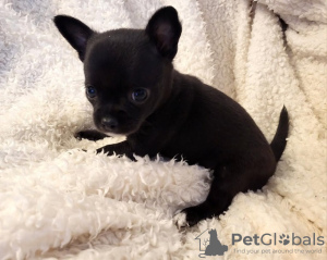 Photo №4. I will sell chihuahua in the city of Zrenjanin. breeder - price - negotiated