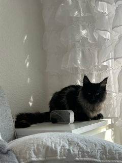 Photo №3. Impresionante gatito Maine Coon. Spain