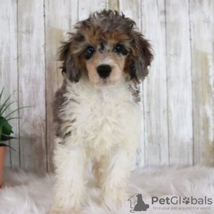 Photo №3. MALE POODLE FOR SALE. Brazil