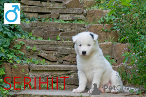 Additional photos: Yakutian Laika -beautiful puppies