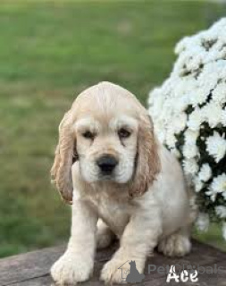 Photo №3. Engelse Cocker Spaniel-puppy's te koop. Belgium