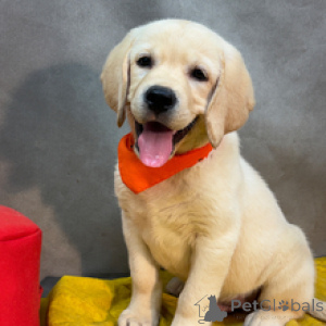 Photo №4. I will sell labrador retriever in the city of Berlin. private announcement - price - 619$