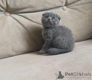 Photo №1. scottish fold - for sale in the city of Berlin | negotiated | Announcement № 107660