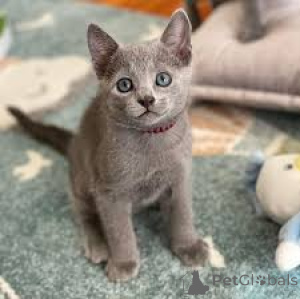 Photo №3. Russisch Blau Kätzchen zu verkaufen. France