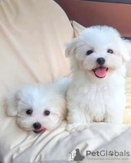 Photo №1. maltese dog - for sale in the city of Paris | negotiated | Announcement № 120018