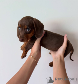 Photo №1. dachshund - for sale in the city of Franker | negotiated | Announcement № 177766