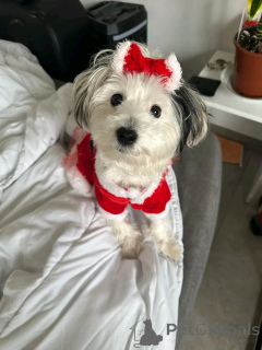 Photo №2 to announcement № 165402 for the sale of bichon frise - buy in Luxembourg private announcement, breeder