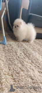 Additional photos: Pomeranian puppies