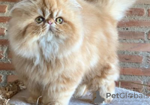 Photo №1. persian cat - for sale in the city of Lommel | Is free | Announcement № 128223