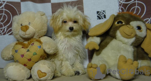 Photo №3. Adorable Pomapoo puppies. Mini and standard.. Belarus