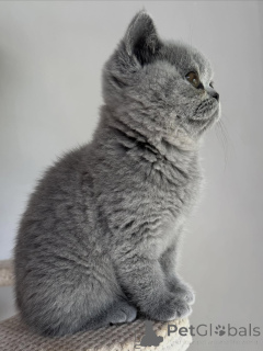 Photo №1. british shorthair - for sale in the city of Brno | negotiated | Announcement № 169872