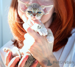 Photo №1. devon rex - for sale in the city of Szczecin | negotiated | Announcement № 171386