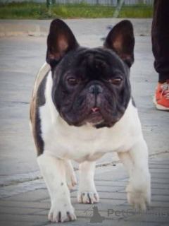 Photo №4. Mating french bulldog in Czech Republic. Announcement № 147244