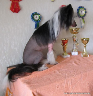 Photo №3. It is proposed to knit a male Chinese Crested dog. in Belarus. Announcement № 4974