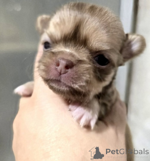 Photo №3. Mini and micro Chihuahua puppies. Serbia