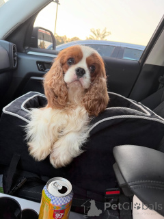 Photo №2 to announcement № 169151 for the sale of cavalier king charles spaniel - buy in Finland private announcement