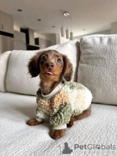 Photo №3. Looking for a Loving Home contact whatsapp business 447450021323. Finland