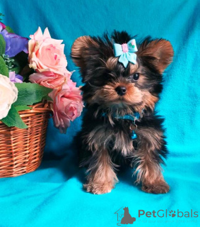 Photo №1. yorkshire terrier - for sale in the city of Москва | 355$ | Announcement № 139047