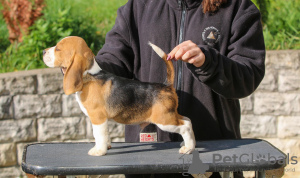 Photo №3. Beagle puppies. Belarus