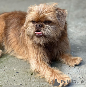 Additional photos: Brussels Griffon male puppies for sale