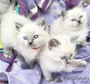 Photo №2 to announcement № 96586 for the sale of ragdoll - buy in Switzerland breeder