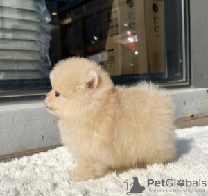 Photo №2 to announcement № 83568 for the sale of pomeranian - buy in United States private announcement