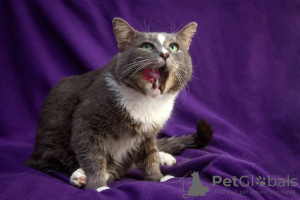 Photo №3. Affectionate cat Hermes is looking for a family!. Russian Federation