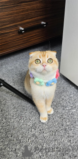 Photo №1. scottish fold - for sale in the city of Finstervalde | 361$ | Announcement № 154972