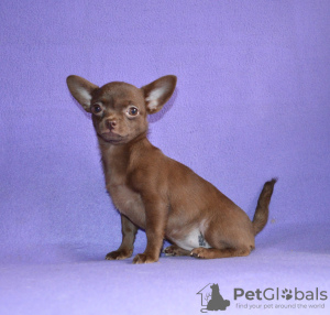 Additional photos: Puppy for sale chihuahua white-fawn-lilac
