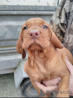 Photo №1. vizsla - for sale in the city of Antwerp | negotiated | Announcement № 169659