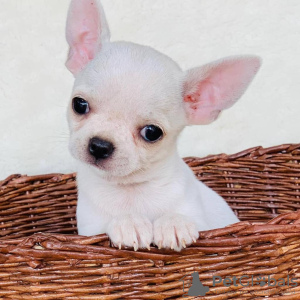 Photo №1. chihuahua - for sale in the city of Ljubljana | 264$ | Announcement № 98528