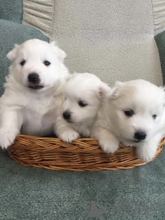 Photo №2 to announcement № 38821 for the sale of japanese spitz - buy in Belarus breeder