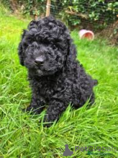 Photo №4. I will sell poodle (toy) in the city of Milan. private announcement, breeder - price - 723$