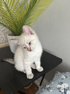 Photo №1. balinese cat - for sale in the city of Aurich | 361$ | Announcement № 173279