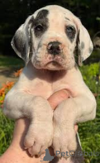 Photo №3. Great Dane puppies for sale. United Kingdom