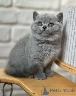 Photo №2 to announcement № 173283 for the sale of british shorthair - buy in Poland private announcement, breeder